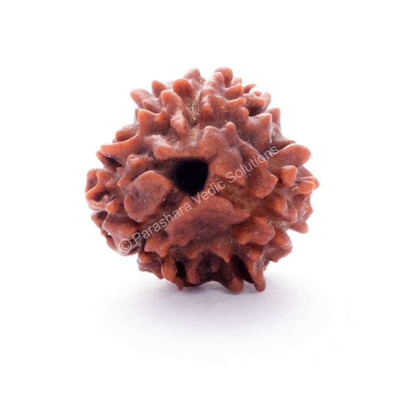 Arkam Three Mukhi Rudraksha Certified/Original Nepali 3 Mukhi Rudraksh/Natural 3 Faced Rudraksha (Brown) with Certificate and Puja Instructions - Image 1