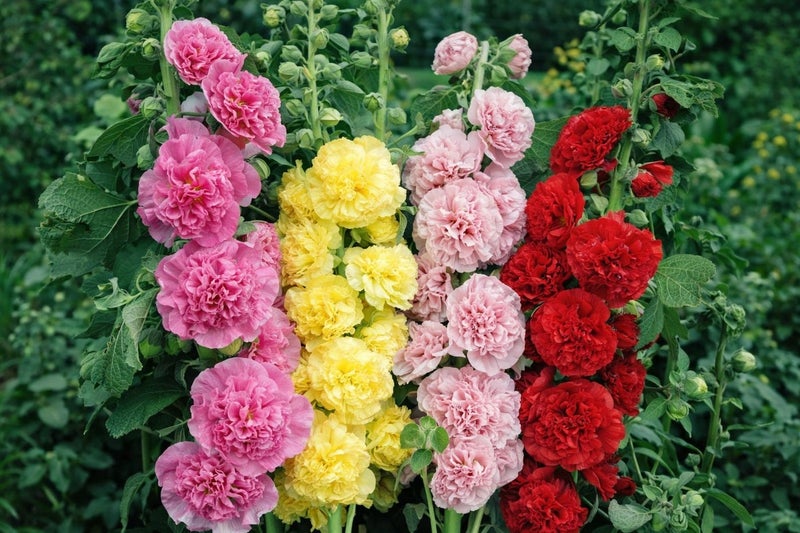 vsell24 3-Pack Hollyhock Flower Seeds for Planting | Mixed Colors | Grow at Home Garden Seeds - Image 4