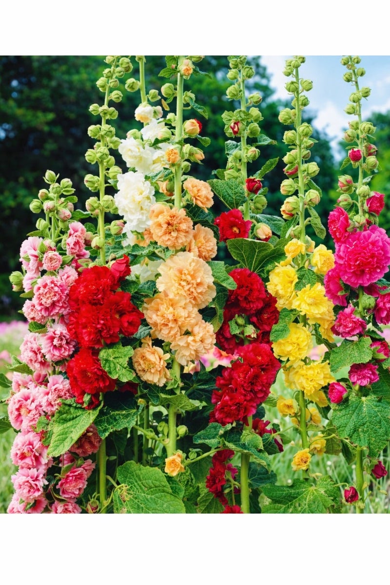 vsell24 3-Pack Hollyhock Flower Seeds for Planting | Mixed Colors | Grow at Home Garden Seeds - Image 5