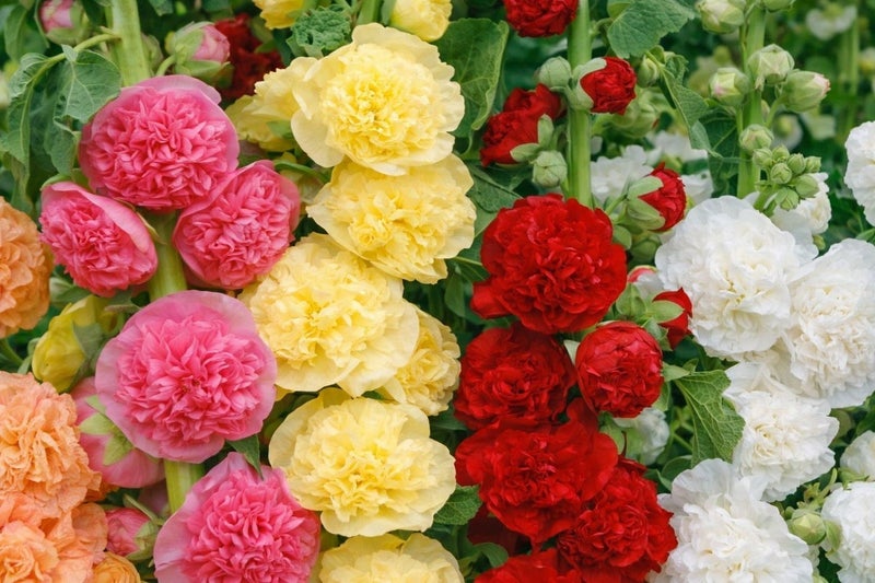 vsell24 3-Pack Hollyhock Flower Seeds for Planting | Mixed Colors | Grow at Home Garden Seeds - Image 3