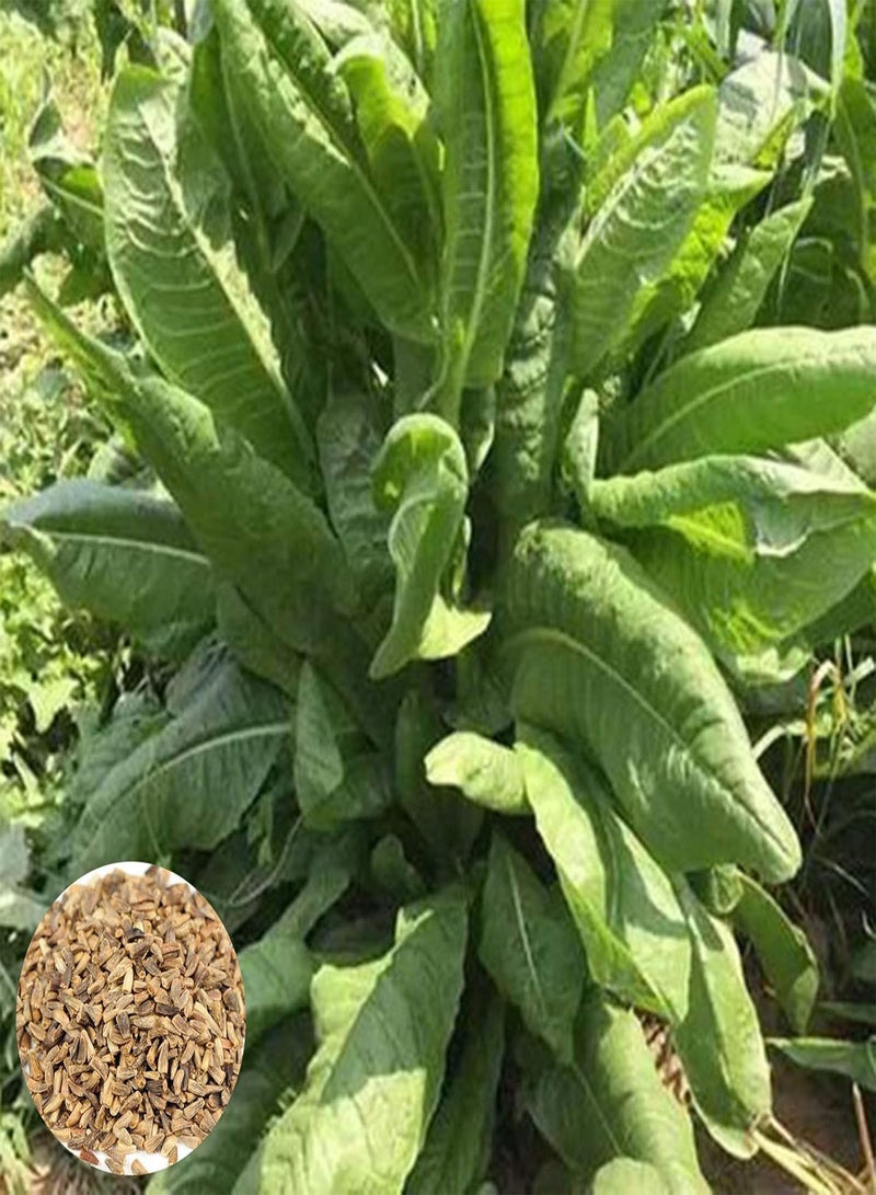 جي جوت 100 قطعة/كيس من بذور الهندباء، نبات معمر طبيعي سهل الزراعة مناسب للزراعة الخارجية، شتلات زهور سيكوريوم إنتيبوس جيدة التكيف - بذور - Image 1