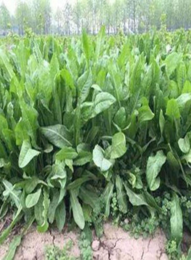 جي جوت 100 قطعة/كيس من بذور الهندباء، نبات معمر طبيعي سهل الزراعة مناسب للزراعة الخارجية، شتلات زهور سيكوريوم إنتيبوس جيدة التكيف - بذور - Image 4