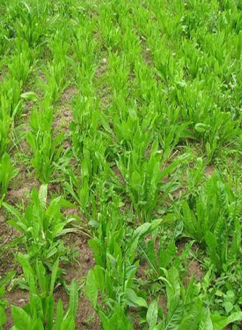 جي جوت 100 قطعة/كيس من بذور الهندباء، نبات معمر طبيعي سهل الزراعة مناسب للزراعة الخارجية، شتلات زهور سيكوريوم إنتيبوس جيدة التكيف - بذور - Image 3