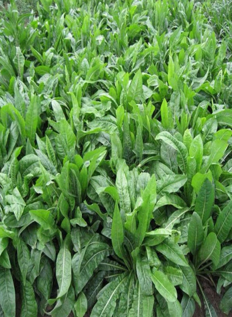 جي جوت 100 قطعة/كيس من بذور الهندباء، نبات معمر طبيعي سهل الزراعة مناسب للزراعة الخارجية، شتلات زهور سيكوريوم إنتيبوس جيدة التكيف - بذور - Image 2