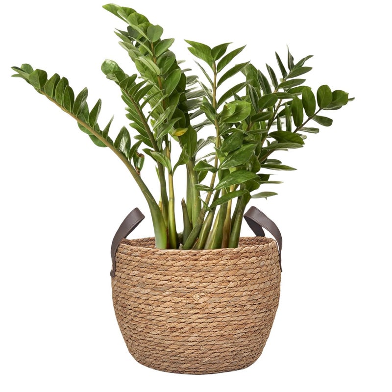 GIB cleaningtool GIB Round Wicker Woven Seagrass Storage Baskets with Leather Handles Set of 3, Natural Decorative Braided Rope Wicker Baskets Bins for Shelves Blankets Organizing, 13", 12" & 11" - Image 3