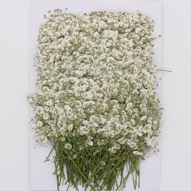 Gypsophila Dried Flower Flower Natural Plant Teaching Specimen Diy Dropping Glue Mobile Phone Case Po Frame Children'S Activity Material - Image 4