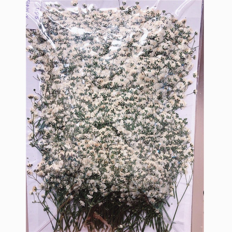 Gypsophila Dried Flower Flower Natural Plant Teaching Specimen Diy Dropping Glue Mobile Phone Case Po Frame Children'S Activity Material - Image 1