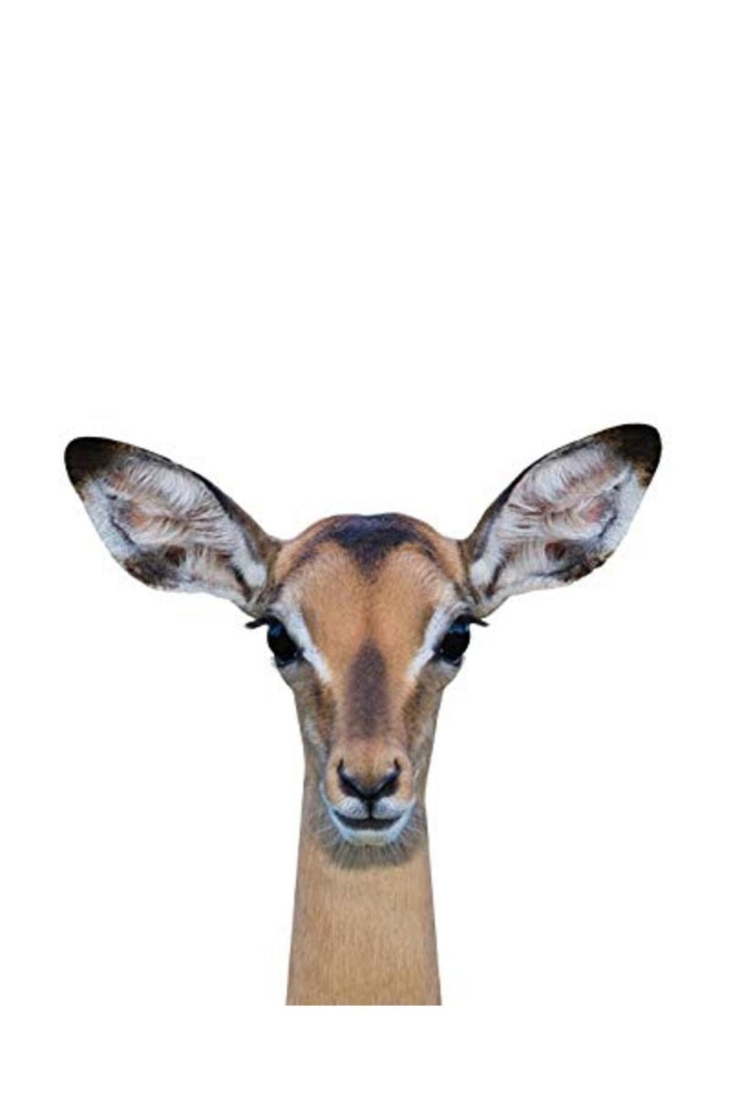 Palace Learning طباعة ملصقات الحيوانات البرية من بالاس ليرنينغ 9 عبوات - فن جدران الحيوانات الصغيرة اللطيفة - ديكور غرفة الأطفال (8" x 10"، ورق مقوى غير مؤطر) مزدوجة الجوانب - Image 4