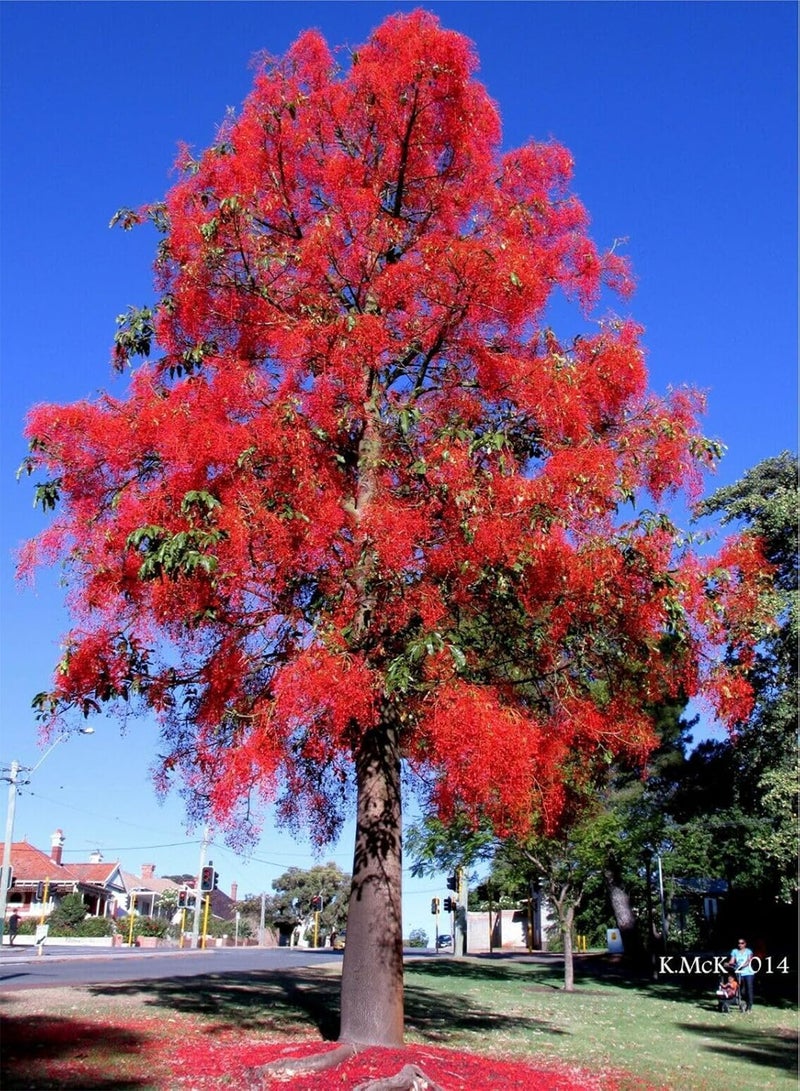 GGOOT 25 Brachychiton acerifolium Seeds,Flame Tree, Lacebark Tree Seeds - Image 3