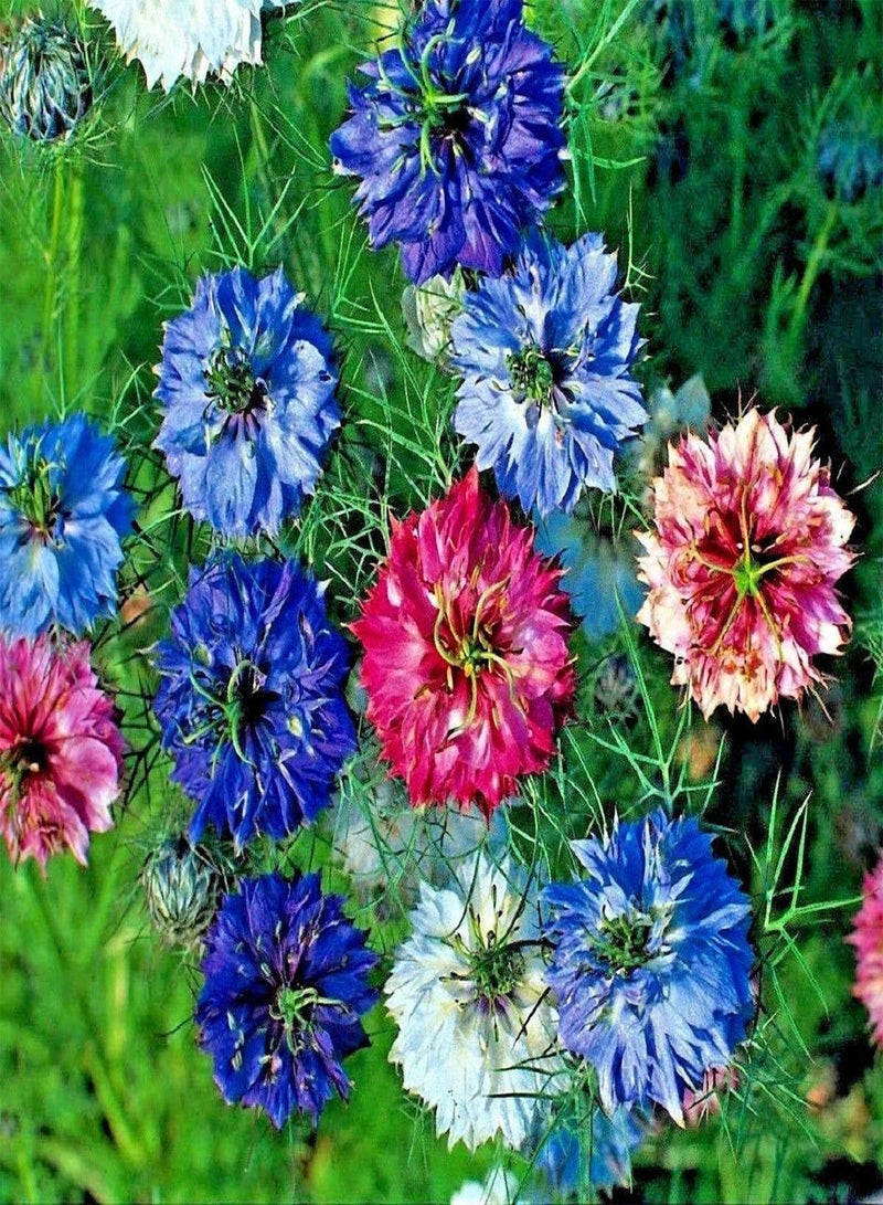 GGOOT Love in A Mist Persian Jewels Mixed - Nigella damascena Flower Seeds, Colourful Mixed Flowers Home Garden Planting by Heavy Torch, 800 Seeds