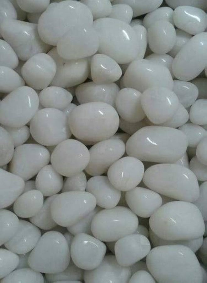 حصى سانجو النقي، أحجار بيضاء متوسطة الحجم، لتزيين المنزل، وأصص النباتات، والحدائق، وأحواض السمك، عبوة وزنها 1 كجم - Image 3