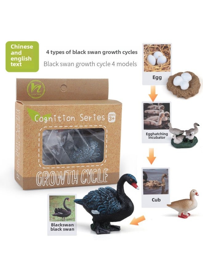 Realistic Simulation Animal Plant Models Toy Collection - Dinosaurs Dragons Unicorns Mermaids Sharks More-Color:PL127-2420 Black Swan Growth Cycle + Chinese Card + Color Box  - Image 1
