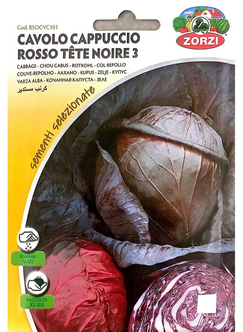 ZORZI Cavolo Rosso Seeds  - Image 1