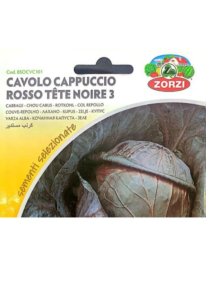 ZORZI Cavolo Rosso Seeds  - Image 3