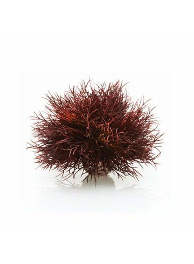 biOrb Aquarium Sea Lily dark red - Image 1