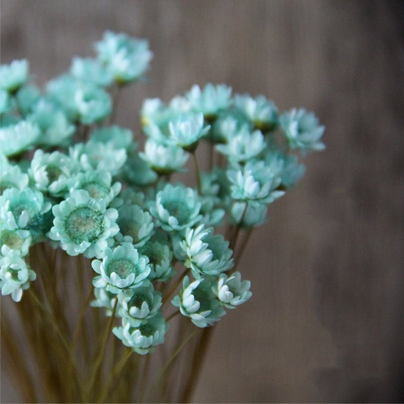 MLSG 100 Stems Natural Dry Flowers Brazilian Small Star Daisy Decorative Dried Flowers Mini Daisy Chamomile Bouquet for Wedding Floral Arrangements Home Decorations (Blue) - Image 2