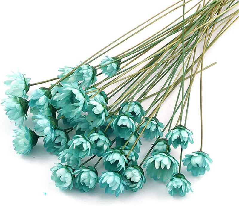 MLSG 100 Stems Natural Dry Flowers Brazilian Small Star Daisy Decorative Dried Flowers Mini Daisy Chamomile Bouquet for Wedding Floral Arrangements Home Decorations (Blue) - Image 1