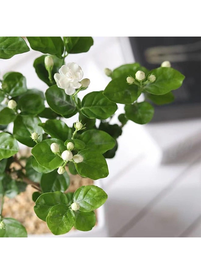 HS Seeds For Planting,100PCS/Bag Jasmine Seeds Fragrant Landscaping Decor White Bloom Aromatic Flower Seedlings For Garden - Arabian Jasmine Seeds - Image 3