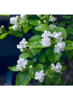 HS Seeds For Planting,100PCS/Bag Jasmine Seeds Fragrant Landscaping Decor White Bloom Aromatic Flower Seedlings For Garden - Arabian Jasmine Seeds  - Image 4