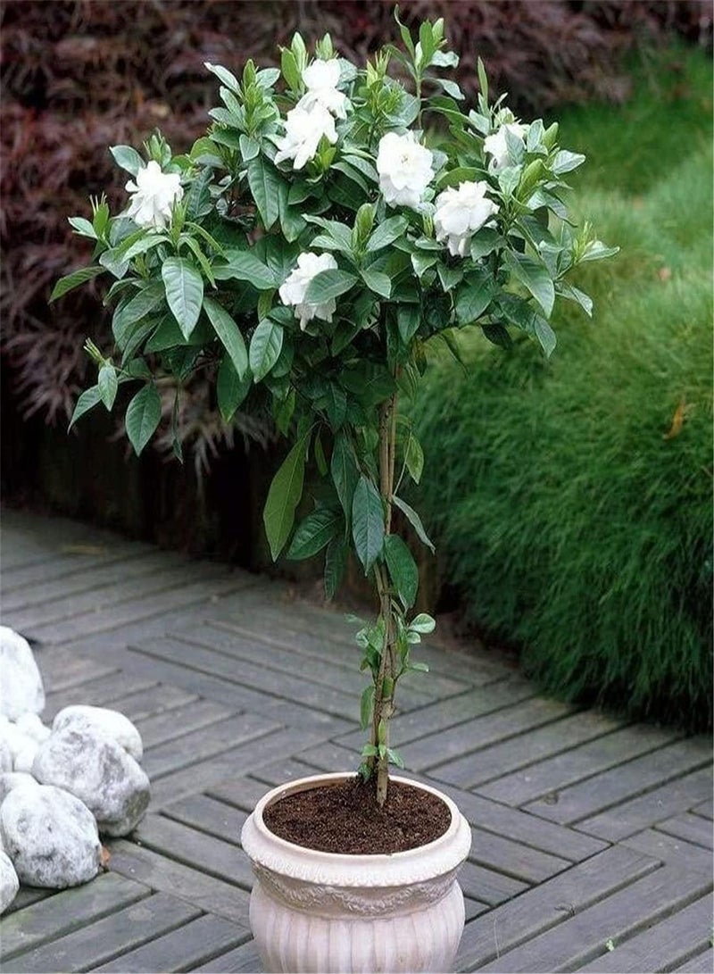 GGOOT Imported Jasmine Seeds-Garden Collection Gift Seeds Strong Growing Plant Stunning Large Decor Popular Home DIY Cute Flowers-300pcs - Image 1