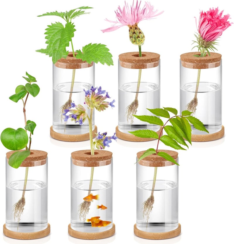 Rtteri 6 قطع حوض زراعة زجاجي للديكور المكتبي مع حاويات لنشر النباتات مع سدادات وطبق خشبي لزراعة النباتات المائية للحديقة وزينة المنزل والمكتب 256 × 4 بوصة - Image 1