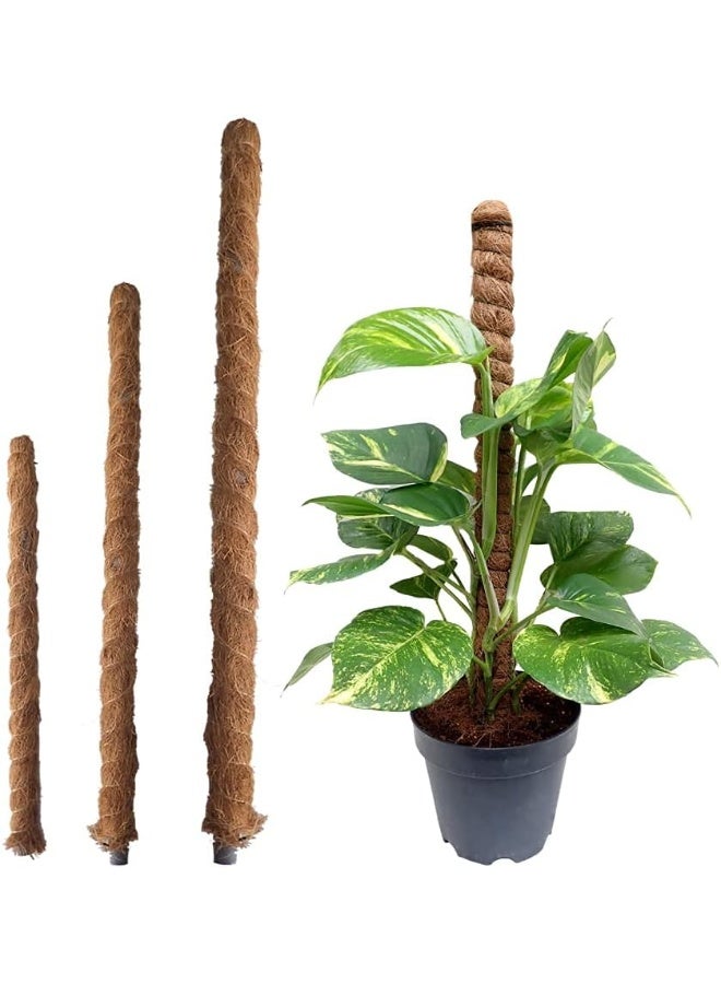 United Arab Emirates 1 piece of Moss Stick For Plant Support Extensions - Image 2