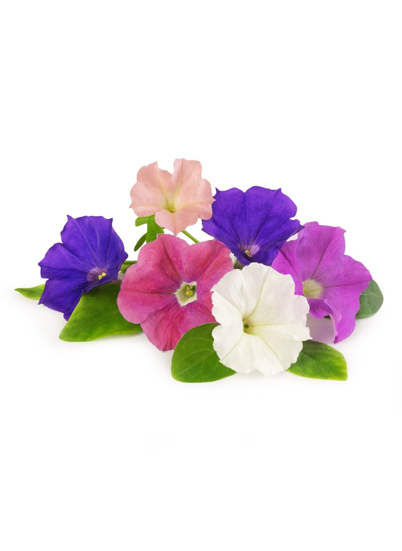 Veritable® Lingots® Collection Petunia - Edible flowers - Organic - Essential aromatic herbs   Organic Seeds - 100%  biodegradable, pesticide and GMO free. Made in France
