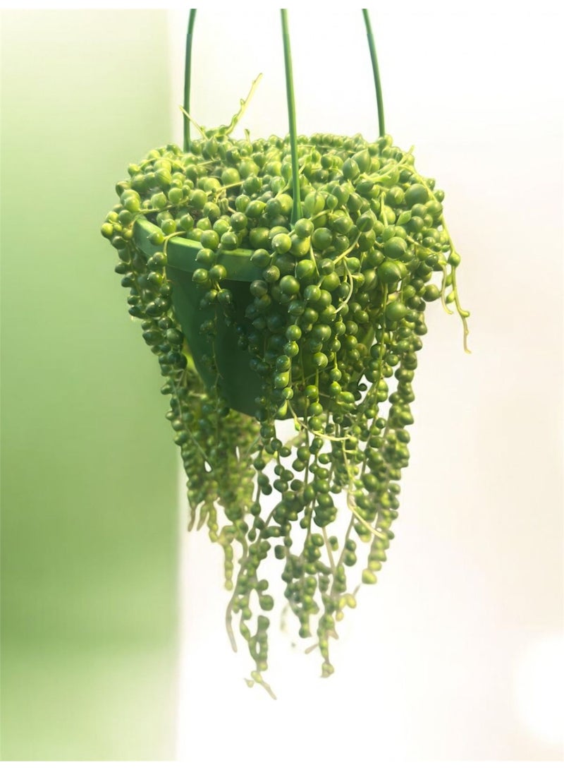سلسلة اللؤلؤ – نبات عصاري معلق فاخر (20-25 سم)