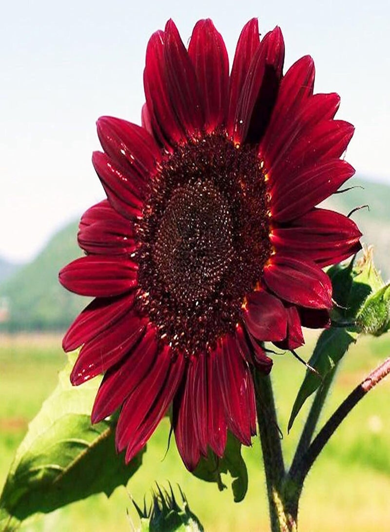 جي جوت أساسيات البستنة، معدل إنبات مرتفع، عباد الشمس، نبات النحل، بذور عباد الشمس - 200 قطعة، 1