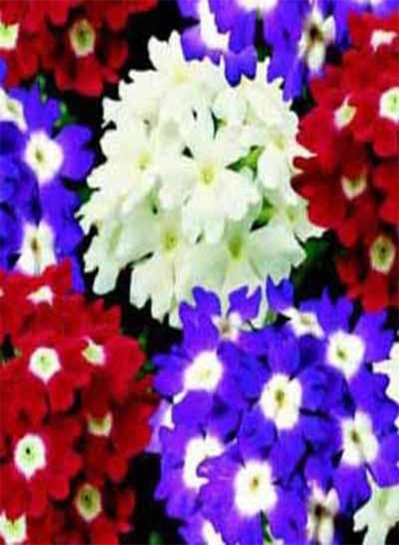 مزيج روح نبات اللويزة 100 بذرة