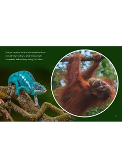 The Equator: Band 06/Orange  - Image 4