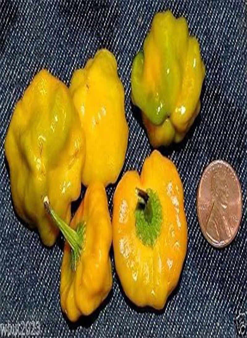GGOOT Jamaican Yellow Hot Mushroom  Aka Squash or Mushroom Cap ~30+seed - Image 1