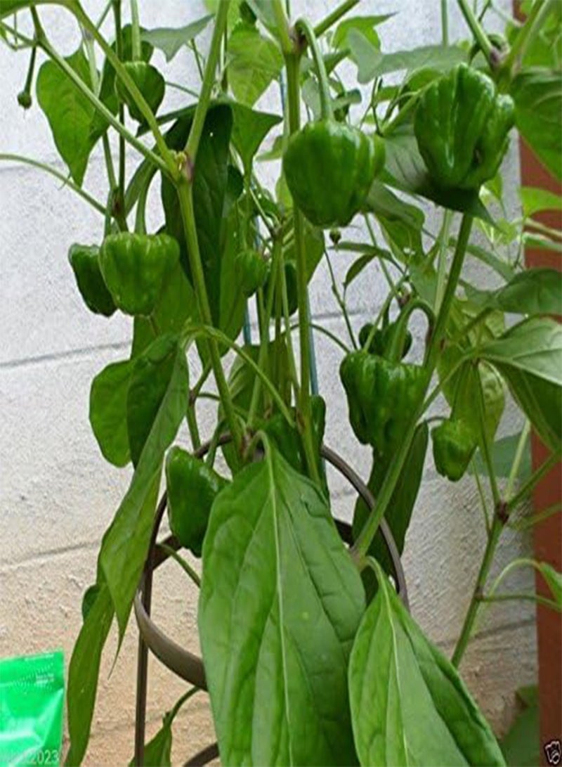 GGOOT Jamaican Yellow Hot Mushroom  Aka Squash or Mushroom Cap ~30+seed - Image 3