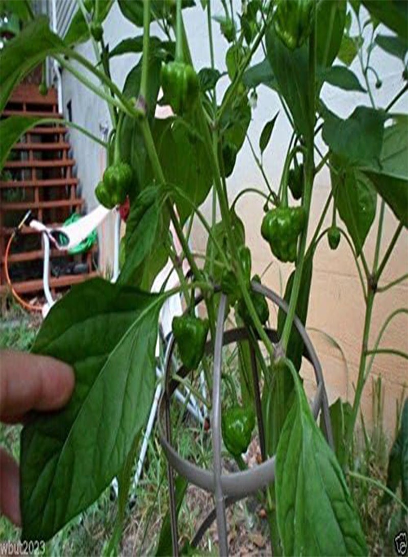 GGOOT Jamaican Yellow Hot Mushroom  Aka Squash or Mushroom Cap ~30+seed - Image 2