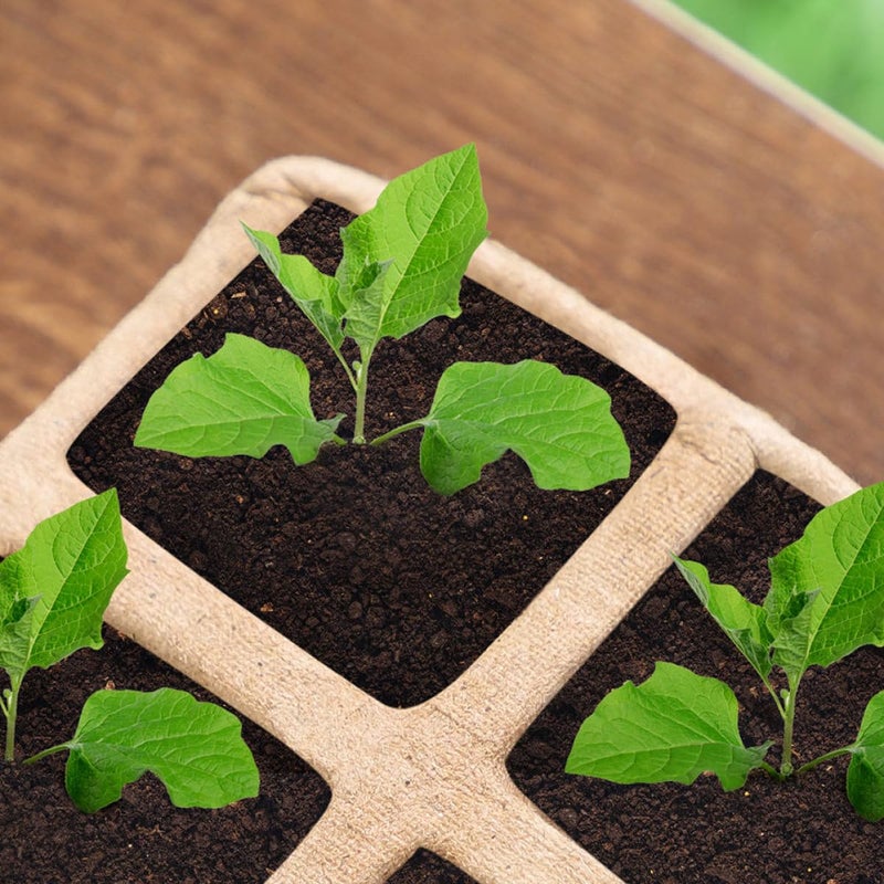 Biodegradable Square Peat Pots 12 Pack with Labels and Transplanter for Seedling Germination - Image 5