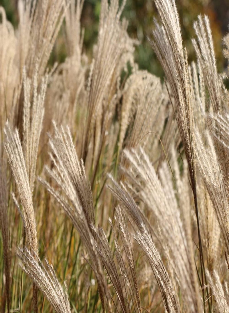 GGOOT 200pcs Unique Charming Pampas Grass Seeds Cortaderia Selloana Planted in Pieces by Riverside Wetland Enjoy Joy of Harvest - Image 1