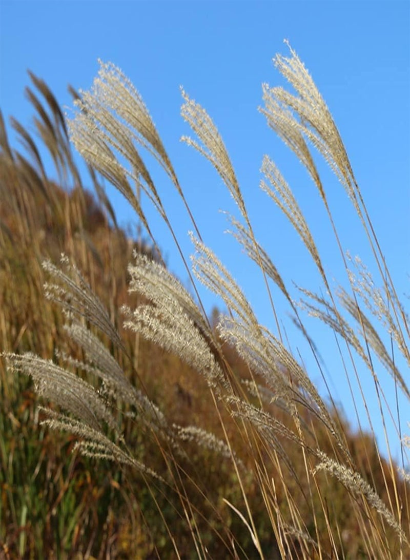 GGOOT 200pcs Unique Charming Pampas Grass Seeds Cortaderia Selloana Planted in Pieces by Riverside Wetland Enjoy Joy of Harvest - Image 3