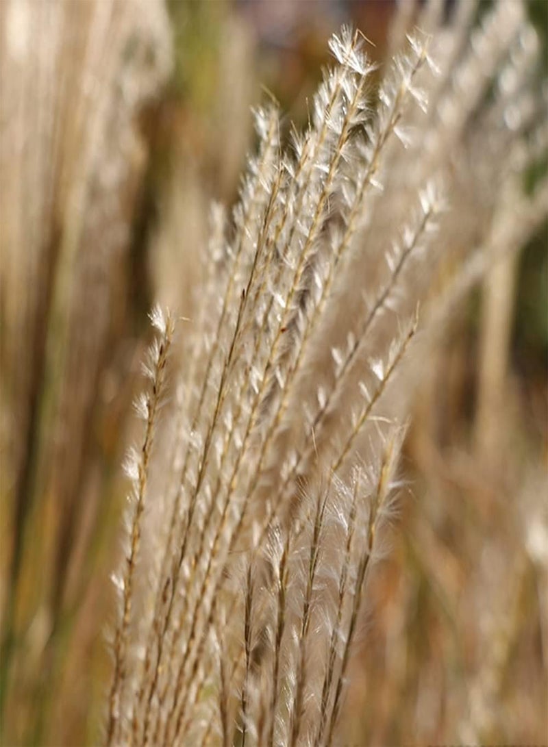 GGOOT 200pcs Unique Charming Pampas Grass Seeds Cortaderia Selloana Planted in Pieces by Riverside Wetland Enjoy Joy of Harvest - Image 2