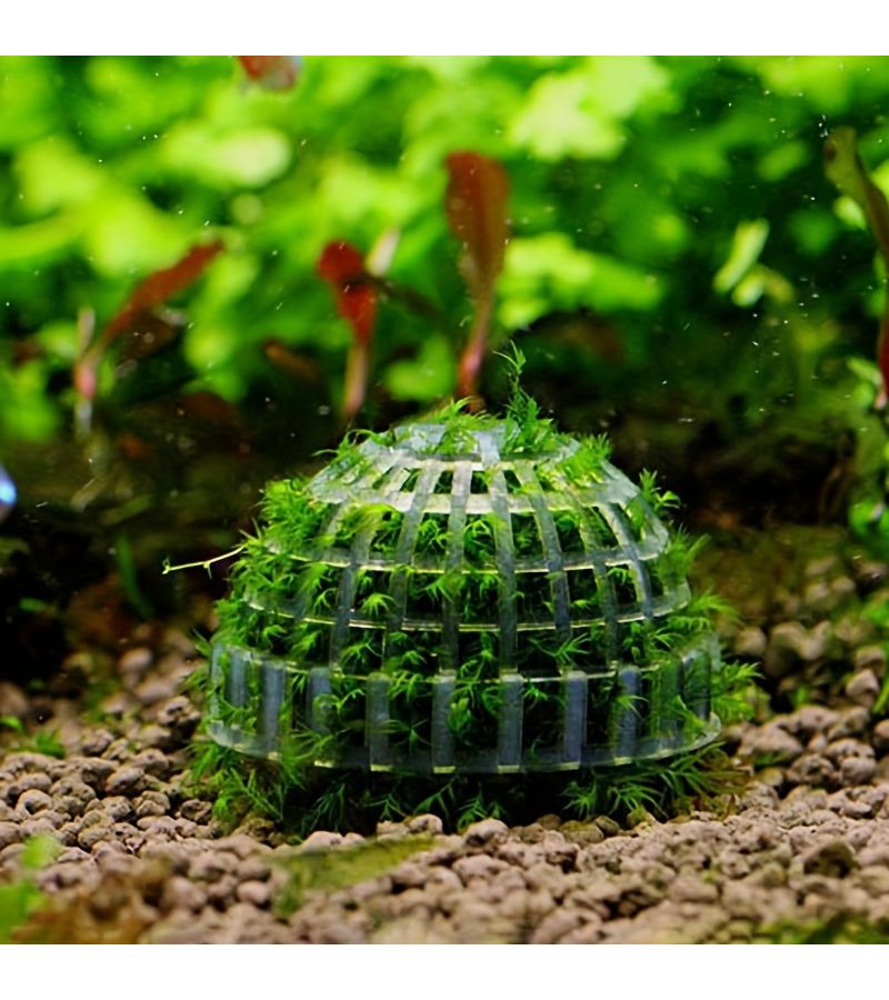 6 Pcs Freshwater Aquarium Moss Ball Holder With Filter Stone For Shrimp Tank Live Plant Shaping - Image 4