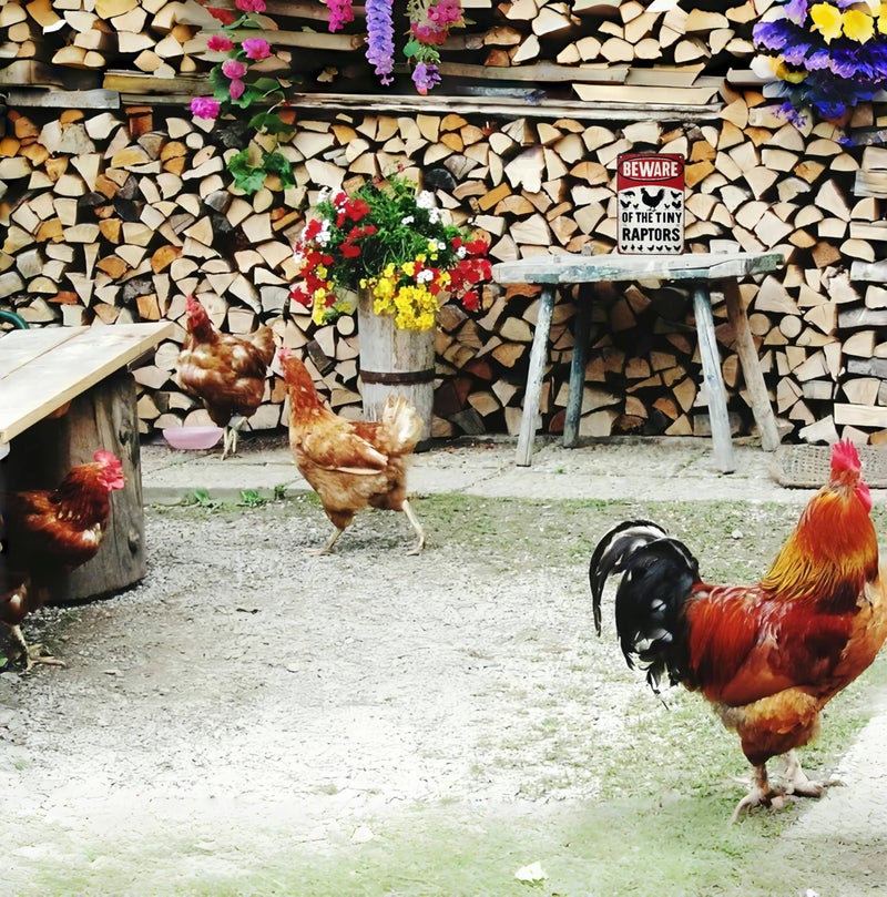 Smilelife Funny Gifts for Women Chicken Lovers Farm Enthusiasts Beware of The Tiny Raptor Chicken Tin Sign for Chicken Coop Farm Kitchen Garden Yard Decor 8 X 12 Inch (3921) - Image 5