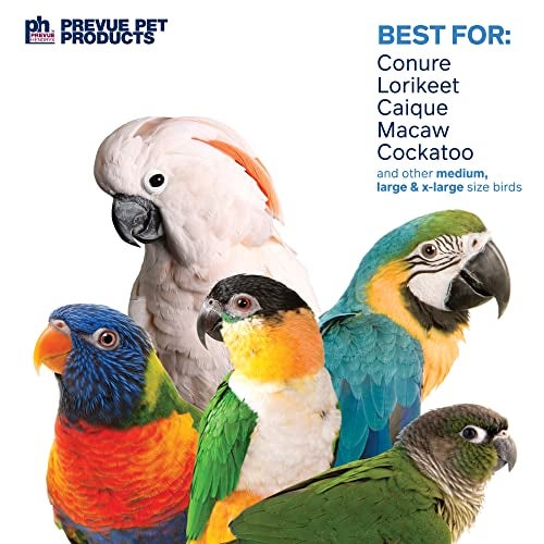 PH Prevue Hendryx Prevue Pet Products 62607 Calypso Creations Dagwood Bird Toy, Multicolor - Image 4