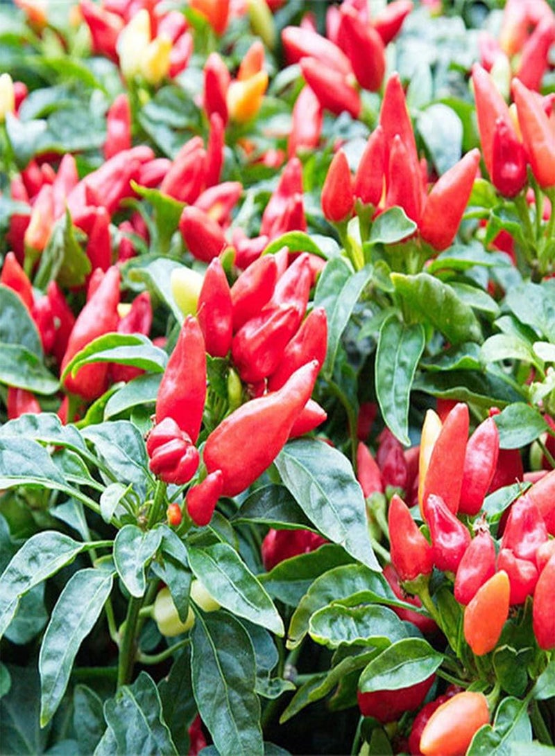 GGOOT 50Pcs Pepper Seeds Mini Red Chili Playful and Cute Unique Gardening Decoration Planted in an Outdoor Garden Easy Germinate Rapid Growth - Image 2