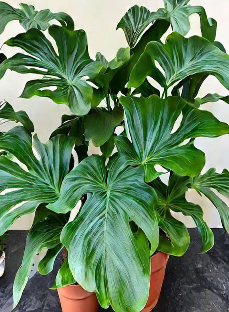 GGOOT Philodendron Hope Tropical Indoor Aroid House Plant Seeds - 25 Rare Seeds - Image 1