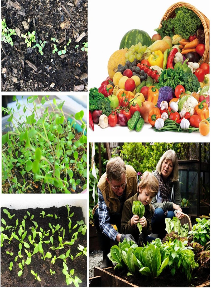 جي جوت أكثر من 4200 بذرة عضوية، بذور خضراوات وفواكه، طعام للحدائق، مستلزمات البقاء على قيد الحياة في حالات الطوارئ، المعيشة في الهواء الطلق - Image 3