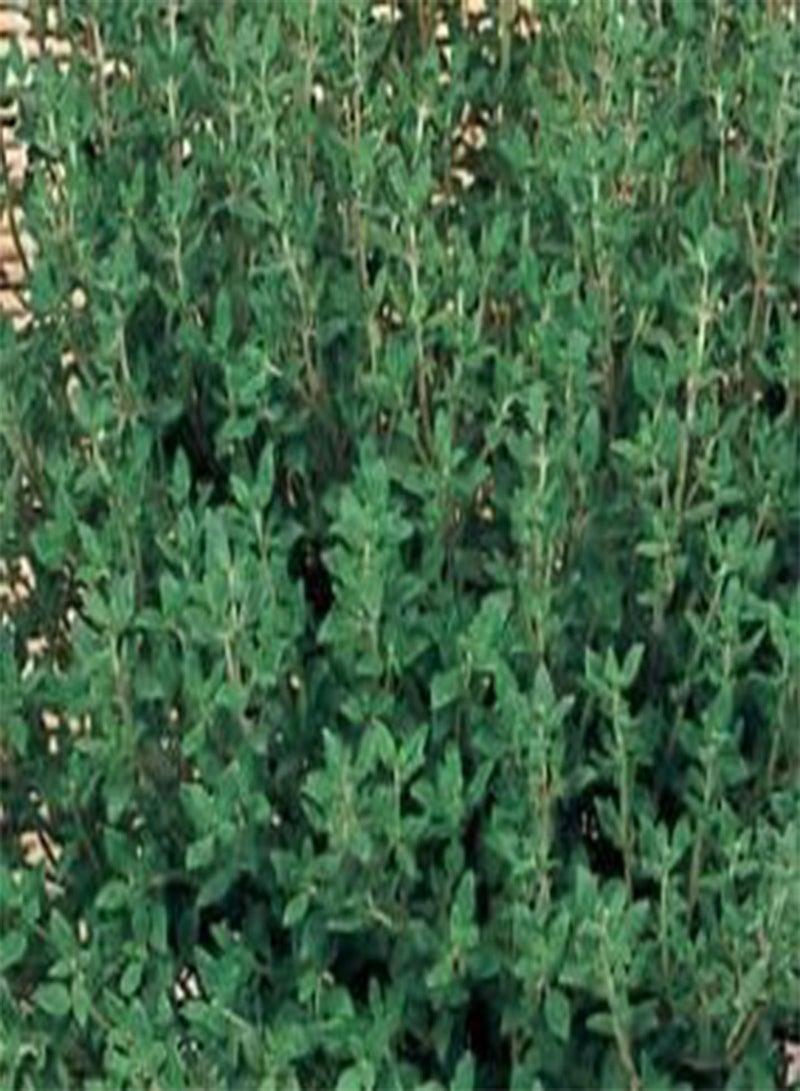 جي جوت 280 بذرة من الأعشاب - الزعتر، فاكهة عشبية نباتية طازجة