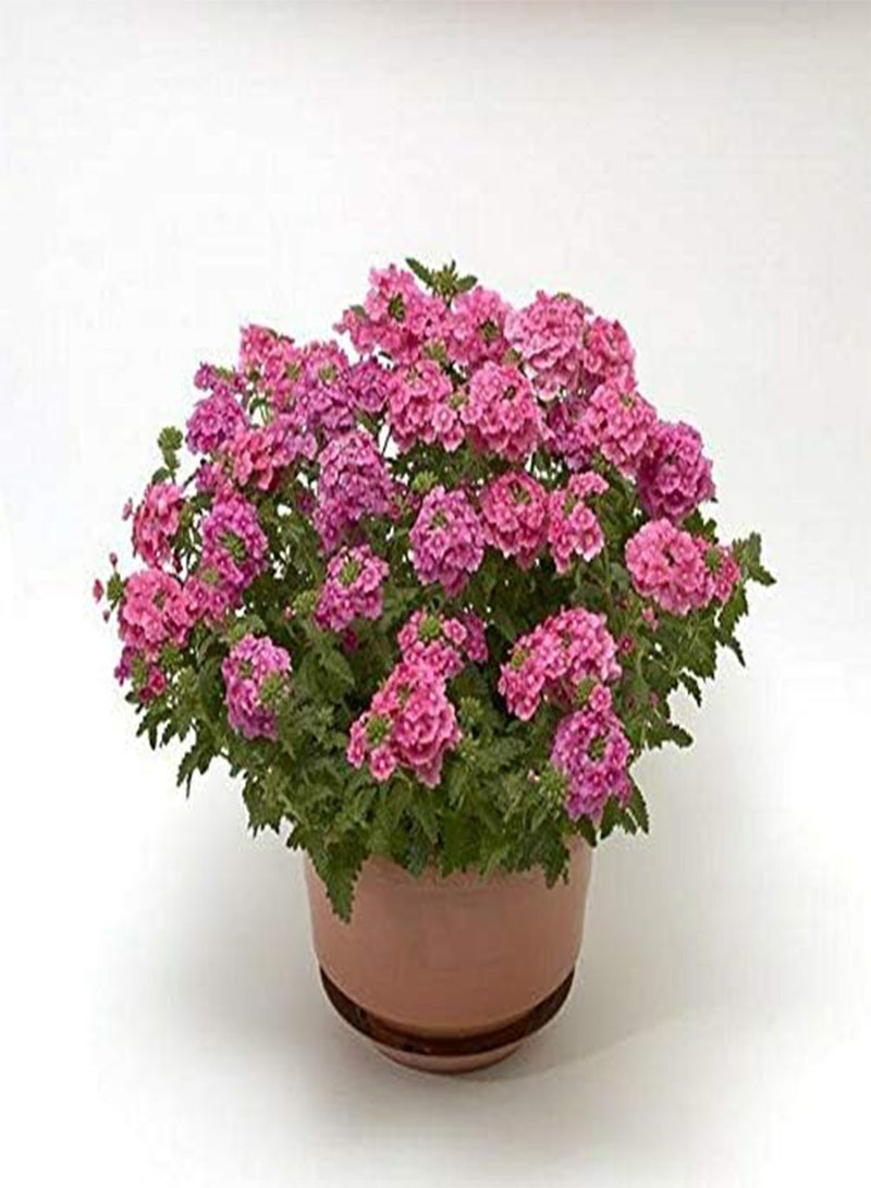 GGOOT Verbena Obsession Cascade Pink Shades Approx. x 10 Seeds, Basket Plants - Image 2