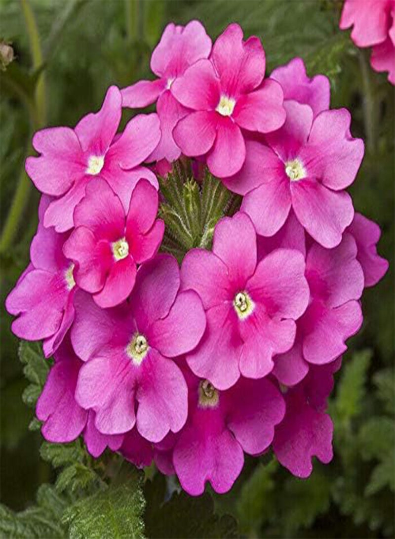 GGOOT Verbena Obsession Cascade Pink Shades Approx. x 10 Seeds, Basket Plants - Image 1
