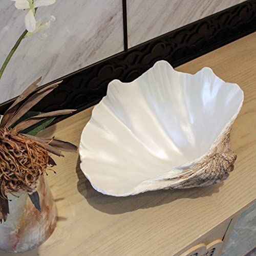 Accessoryway Large EarthTan-White Sea Shells Decorative Bowl Resin Clam Shell Bowl Beach Decorations for Home Coastal Beach Decor Decoration Storage Bowls & Home Office Nautical Themed Party Decor -10.2"-1PC - Image 5