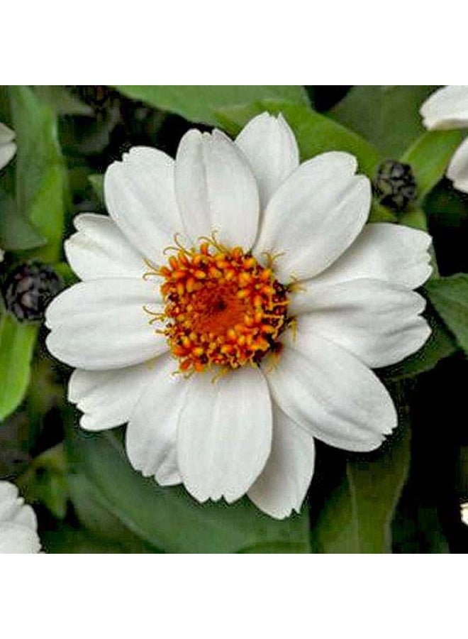 Zinnia White Tall Desi Flower Seeds