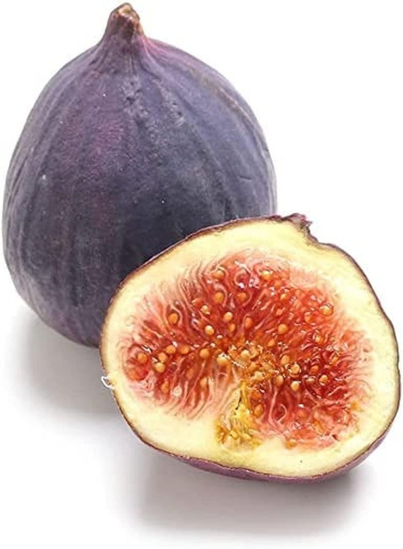 جي جوت 100 قطعة من نباتات اللبخ اللبخ كاريكا بوم جارتيناربيت فلانزين هوهر فروشترتراج ستاركي Anpassungsfähigkeit an die Umwelt schaffen eine hervorragende Gartenlandschaft - Image 3